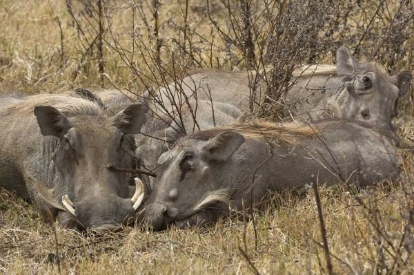 Tanzania, Ngorongoro Warthog family sleeping